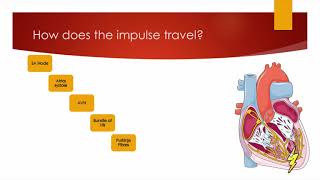 Alevel PE  The Cardiac Conduction System  Anatomy amp Physiology [upl. by Ahsinrac566]