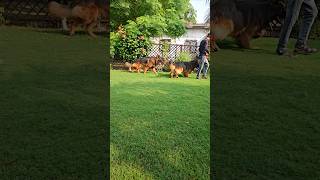 Engineers STUDS engineerskennel GermanyImport germanshepherd dogtraining [upl. by Eecyak]