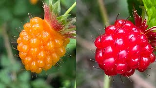 Salmonberry Picking  Delicious Edible Wild Berries 🤤😋😍 berries delicious salmon fruit [upl. by Aiciled]