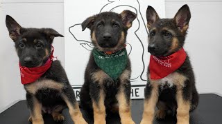 Dramatic little German Shepherd puppies SO CUTE [upl. by Vernita586]