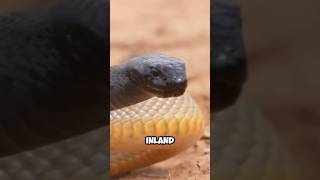 The Worlds Most Venomous Snake The inland taipan  wildlife wonders [upl. by Adnof]