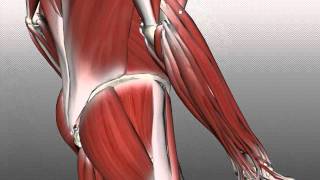 Forearm Muscles Part 2  Posterior Extensor Compartment  Anatomy Tutorial [upl. by Adnilrev]