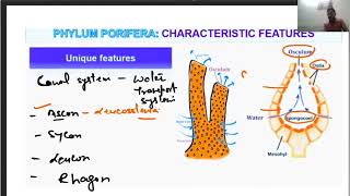 Phylum Porifera  Animal Kingdom NEET Biology NCERT Class 11 [upl. by Alvina]