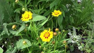 Coreopsis Sunfire Seedlings Bloomed Growing Coreopsis [upl. by Aydiv]