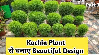 How to Grow Kochia Plant from Seeds  Kochia Plant Unique Design  Kochia Plant Seeds to Transplant [upl. by Pinkham]