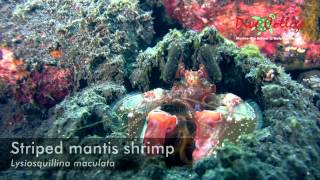 Mantis shrimps Stomatopoda of Moalboal [upl. by Nylzzaj]