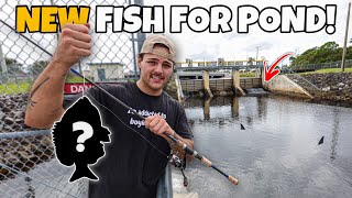 RESCUING FISH from SALTWATER SPILLWAY for My POND [upl. by Novart]