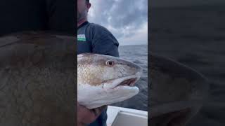 Drum Fishing in the Pamlico Sound [upl. by Nareht]