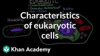 Characteristics of eukaryotic cells  Cells  MCAT  Khan Academy [upl. by Ottillia]