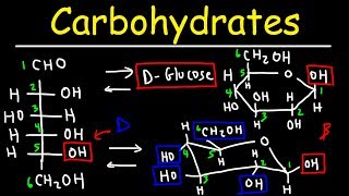 Carbohydrates  Haworth amp Fischer Projections With Chair Conformations [upl. by Allwein922]