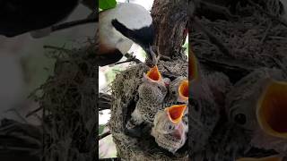 long tailed shrike feeds  wildlife [upl. by Clancy]