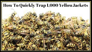 How To Quickly Trap 1000 YellowJackets In Just Hours Mousetrap Monday [upl. by Yendys]