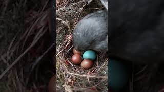 The cuckoo egg was recognized by the clever bird but it couldnt be pecked to pieces杜鹃鸟蛋被聪明的鸟妈妈认出来了 [upl. by Fishman]