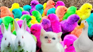 World cute chickens Colourfull chickens Rainbows chickens Cute Ducks Cat Rabbit Cute Animals [upl. by Ecirb]