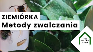 Skuteczne sposoby na ziemiórki  Ziemiórka metody zwalczania naturalne i mój nietypowy pomysł działa [upl. by Herodias]