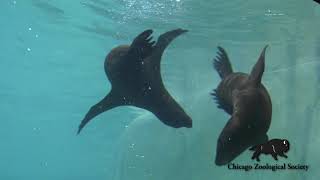 Sea Lion Pups Underwater Antics [upl. by Bore]