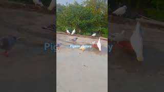 Total pigeon 🕊️ atory the like 💕 and comment subscribe Karen👈 [upl. by Animaj]