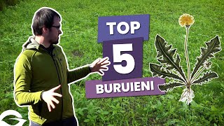 TOP 5 Buruieni TERMINATOR din gazon Cum scăpăm de ele [upl. by Ellata]