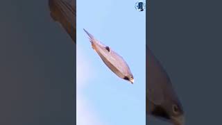 Peregrine Falcon 😨😱facts viralshort [upl. by Kalli]