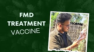 Foot and Mouth Disease  Treatment Vaccination  FMD [upl. by Russ]