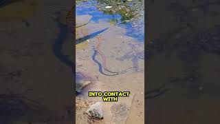 The Inland Taipan Snake wildlife kingcobra kingsnake animals trending shorts feed [upl. by Israel]