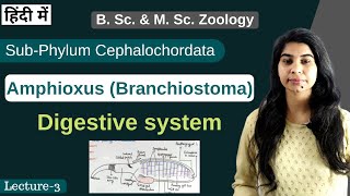 Amphioxus Branchiostoma  Digestive system  In Hindi  B Sc amp M Sc  Zoology [upl. by Crissy]