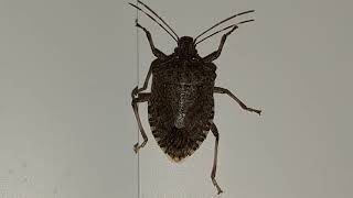 Brown Marmorated Stink Bug Asks For Photoshoot [upl. by Thierry]