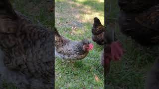 Cream Legbar chickens for backyard pets and eggs [upl. by Teagan]