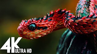 🔴 Wildlife 4K UHD 247  Relaxing Music With Beautiful Nature amp Animals Videos4K Video Ultra HD [upl. by Samul]