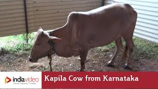 Kapila Cow from Karnataka  India Video [upl. by Atteugram]