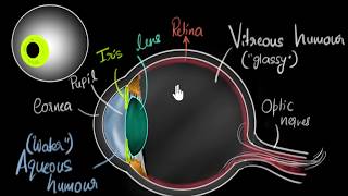 Parts of the eye  Human eye amp the colourful world  Khan Academy [upl. by Girand]