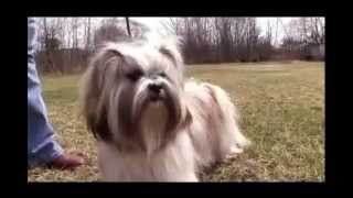 Dogs 101 Lhasa Apsoflv [upl. by Arvo]