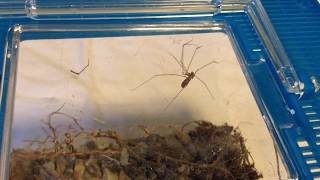 GIANT CELLAR SPIDER VS BLACK WIDOW BUG MMA [upl. by Ahseiyn]