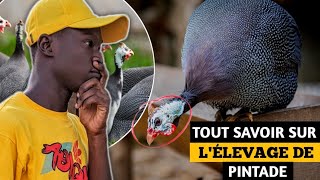 Voici le minimum à savoir Pour RÉUSSIR Lélevage de Pintade en Afrique [upl. by Gothard383]