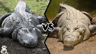 ALLIGATOR VS CROCODILE  Which is More Powerful [upl. by Nolad]