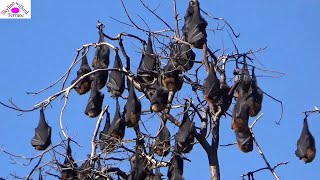 Thousands of flying foxes hang from trees in Adelaide botanic gardens [upl. by Annehcu307]