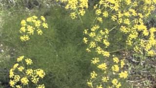 Foeniculum vulgare Smokey Bronze Fennel [upl. by Ching]