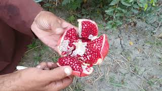 New varieties of pomegranate in Afghanistan  په افغانستان کې د انارو نوي ډولونه [upl. by Atem]