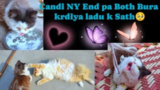 Candi NY End pa Both Bura krdiya ladu k Sath 🥺Cats funny momentscatsamphappyfamilyvlogs [upl. by Dacy]