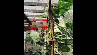 SUPORTE PARA PLANTAS EM MACRAME [upl. by Brittney]