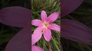 pink Flower flowers 💓Pink Flower plant [upl. by Natam]