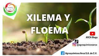 HABLEMOS DE XILEMA Y FLOEMA [upl. by Ettenauq]