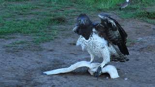 Martial Eagle Killing Sacred Ibis [upl. by Demetrius]