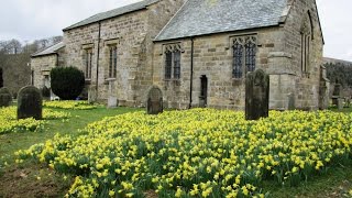 North York Moors Country Walk  Farndale Daffodils Walk round [upl. by Fesuy]