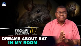 Dreams About Rat in my Room Biblical and Spiritual Meaning [upl. by Eirrok]