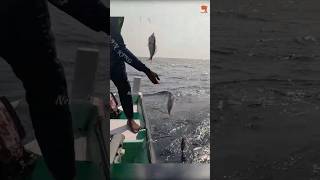 Catching Abundant Rosy Snapper in the Deep Sea fishing fishingvideo seafishing [upl. by Wyon]