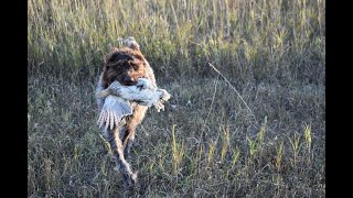 North Dakota Sharptails and Huns  Early Season Upland Hunting 2022 [upl. by Negeam]