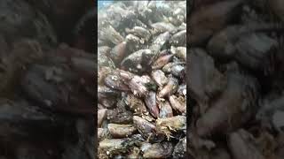 கடல் சிப்பி  தோடு season தொடங்கியது ஒன்றுன் விலை ரூபாய் 10  ஷார்ட்ஸ் shortsfeed fish [upl. by Thunell]