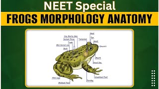 Frog Morphology Explained Anatomy and Adaptations of Amphibians II Class  11th Biology [upl. by Kelila]