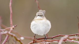 The Northern Mockingbird the Winter Warden Jan24 Maine [upl. by Iidnarb]